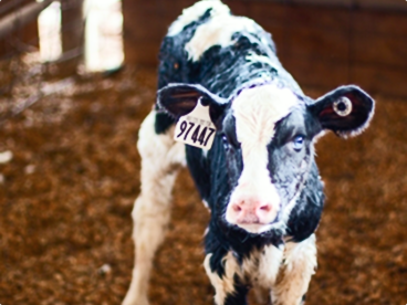 Calves in barn